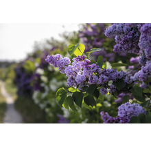 Närbild av syrenblommor med blad
