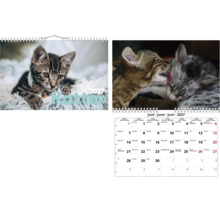 Väggkalender 2027 med kattmotiv, visar en randig kattunge på omslaget och två kelande katter i juni månad.