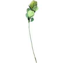 Konstgjord protea med grönt blomhuvud, runda blad och lång stjälk.