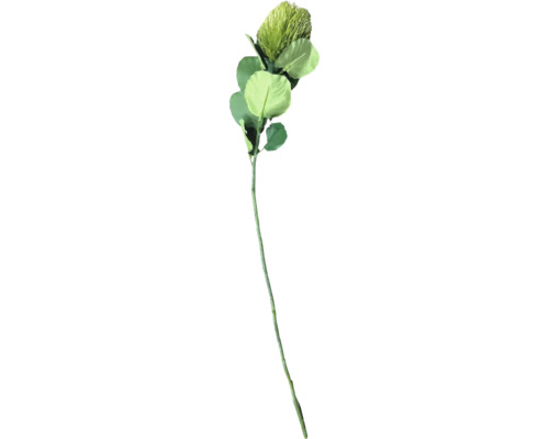 Konstgjord protea med grönt blomhuvud, runda blad och lång stjälk.