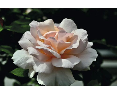 Närbild av en ljus ros i trädgården