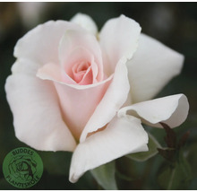 Närbild av en ljusrosa ros