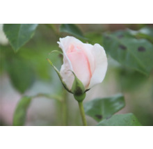 Närbild av en oöppnad ros med gröna blad