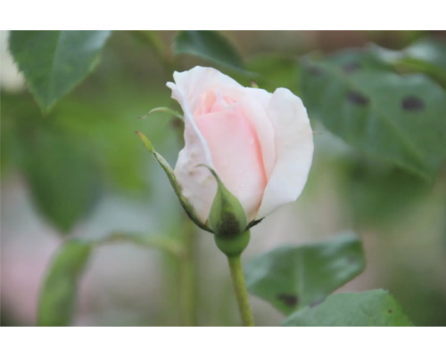 Närbild av en oöppnad ros med gröna blad