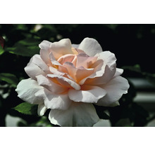 Närbild av en ljus ros i trädgården