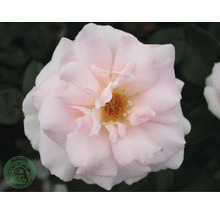 Närbild av en ljusrosa ros med vattendroppar på kronbladen