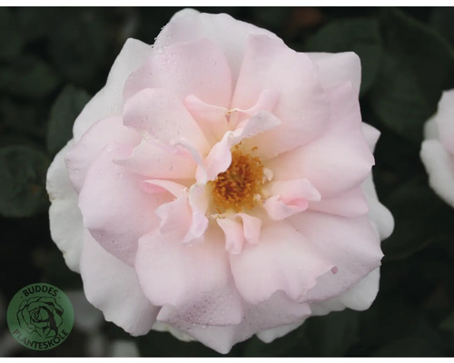 Närbild av en ljusrosa ros med vattendroppar på kronbladen