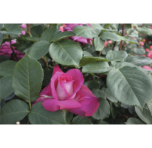 Närbild av en rosa ros i en trädgårdsbädd