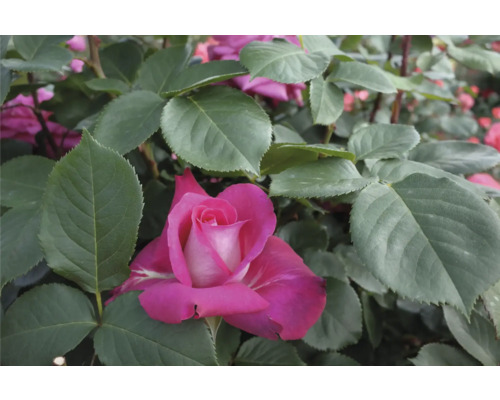 Närbild av en rosa ros i en trädgårdsbädd