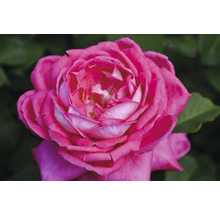 Närbild av en enda rosa ros med kronblad
