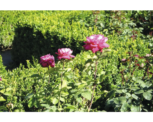 Tre rosenblommor i trädgården