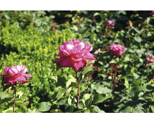 Närbild av rosa rosor i trädgården