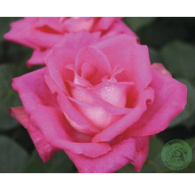 Närbild av en rosa ros