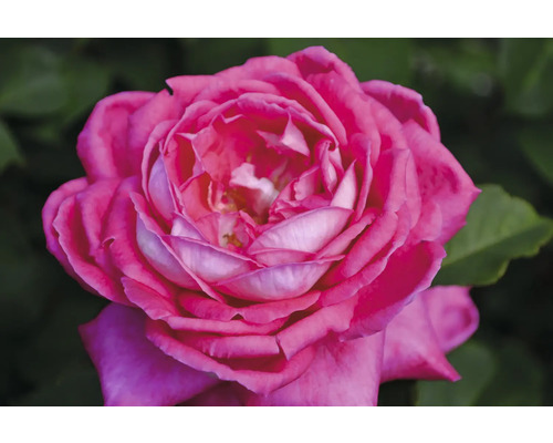 Närbild av en enda rosa ros med kronblad