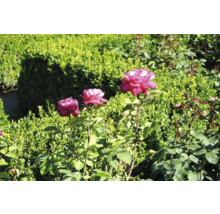 Tre rosenblommor i trädgården