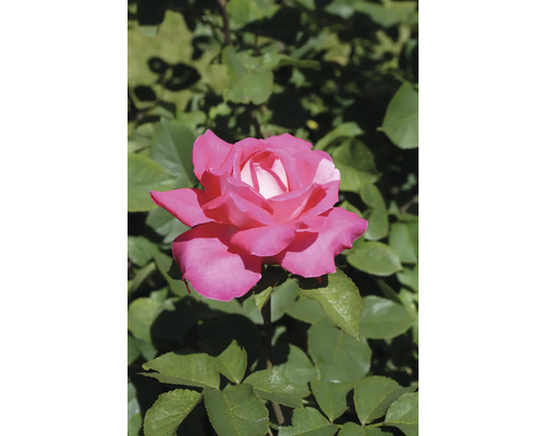 Närbild av en rosa ros med vita detaljer