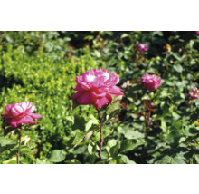 Närbild av rosa rosor i trädgården