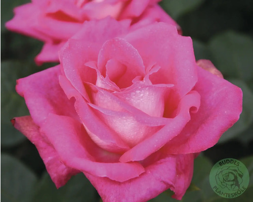 Närbild av en rosa ros
