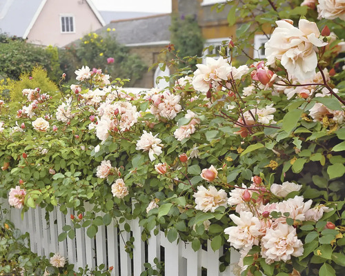 Rosorhäck med vita blommor och gröna blad längs ett vitt staket.