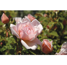 Närbild av en öppen ros och en rosenknopp