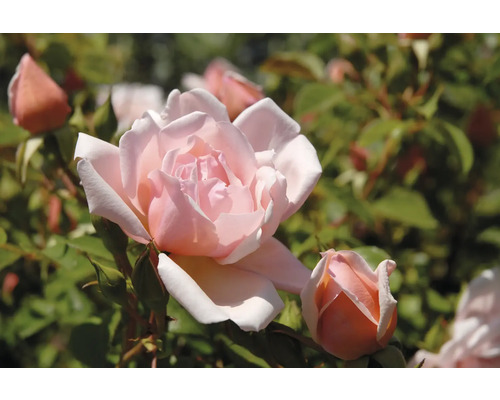 Närbild av en öppen ros och en rosenknopp