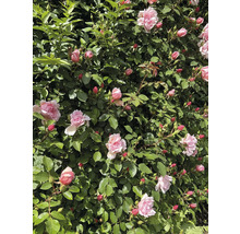 Rosbuske med öppna och stängda blommor