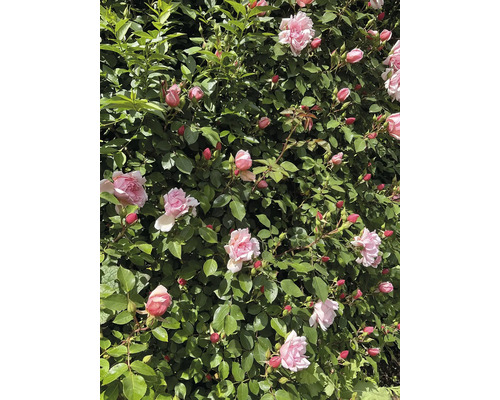 Rosbuske med öppna och stängda blommor
