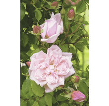 Närbild av ljusrosa rosenblommor och knoppar med gröna blad