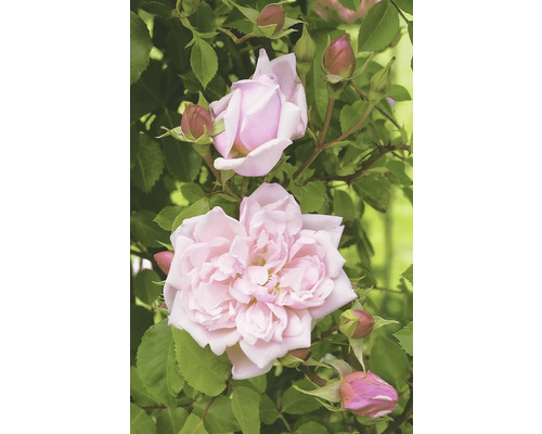 Närbild av ljusrosa rosenblommor och knoppar med gröna blad