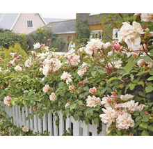 Rosorhäck med vita blommor och gröna blad längs ett vitt staket.
