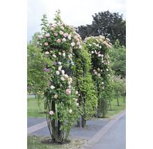 Rosbåge med blommande rosor i trädgården