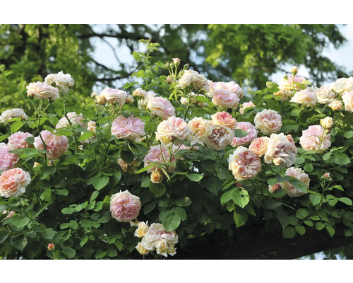 Buske med rosa rosenblommor och gröna blad