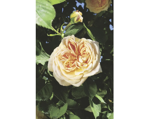 Närbild av en gul ros med blad