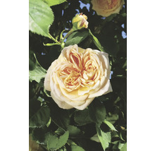 Närbild av en gul ros med blad