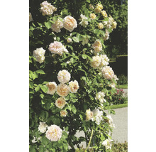 Klätterros med gräddfärgade blommor i trädgården
