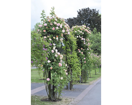 Rosbåge med blommande rosor i trädgården