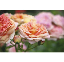 Närbild av terosblommor i trädgården