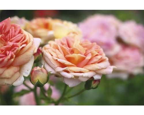 Närbild av terosblommor i trädgården