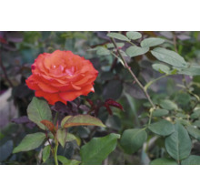 Närbild av en orange ros med gröna blad