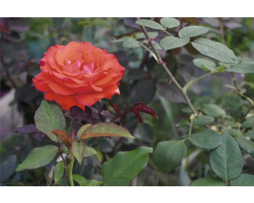 Närbild av en orange ros med gröna blad