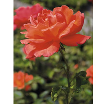 Närbild av en enstaka ros i trädgården