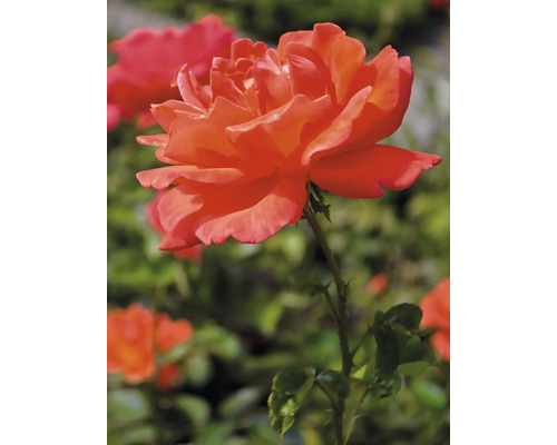 Närbild av en enstaka ros i trädgården