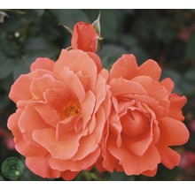 Närbild av aprikosfärgade rosenblommor