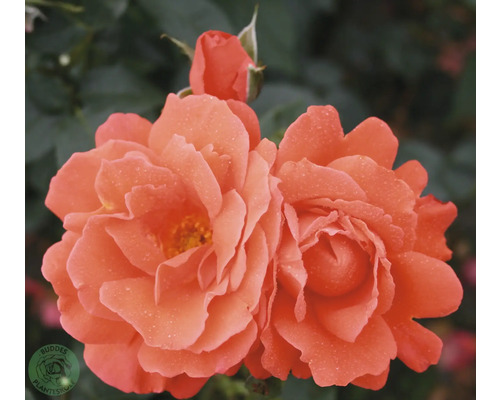 Närbild av aprikosfärgade rosenblommor