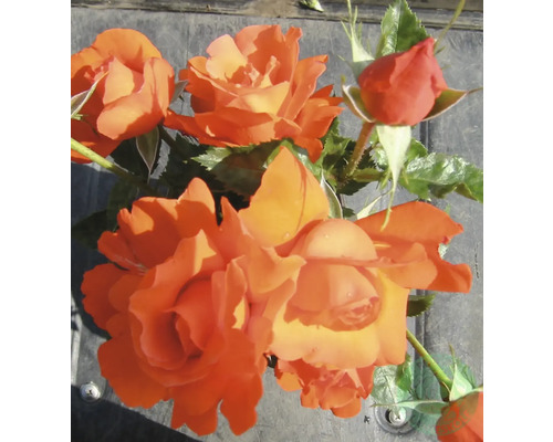Ros OMNIA GARDEN Rosa 'Harlex' Alexander (Tehybrid-Gruppen) 5-pack Orange rosenblommor och knoppar med gröna blad