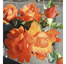 Orange rosenblommor och knoppar med gröna blad