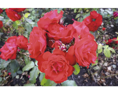 Närbild av röda rosor i trädgården