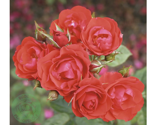 Röd rabattros med blommor och knoppar