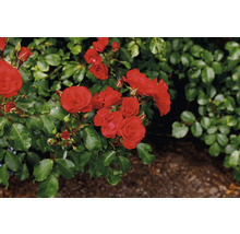 Röd rabattros med gröna blad