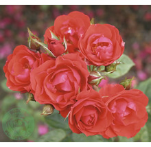 Röd rabattros med blommor och knoppar